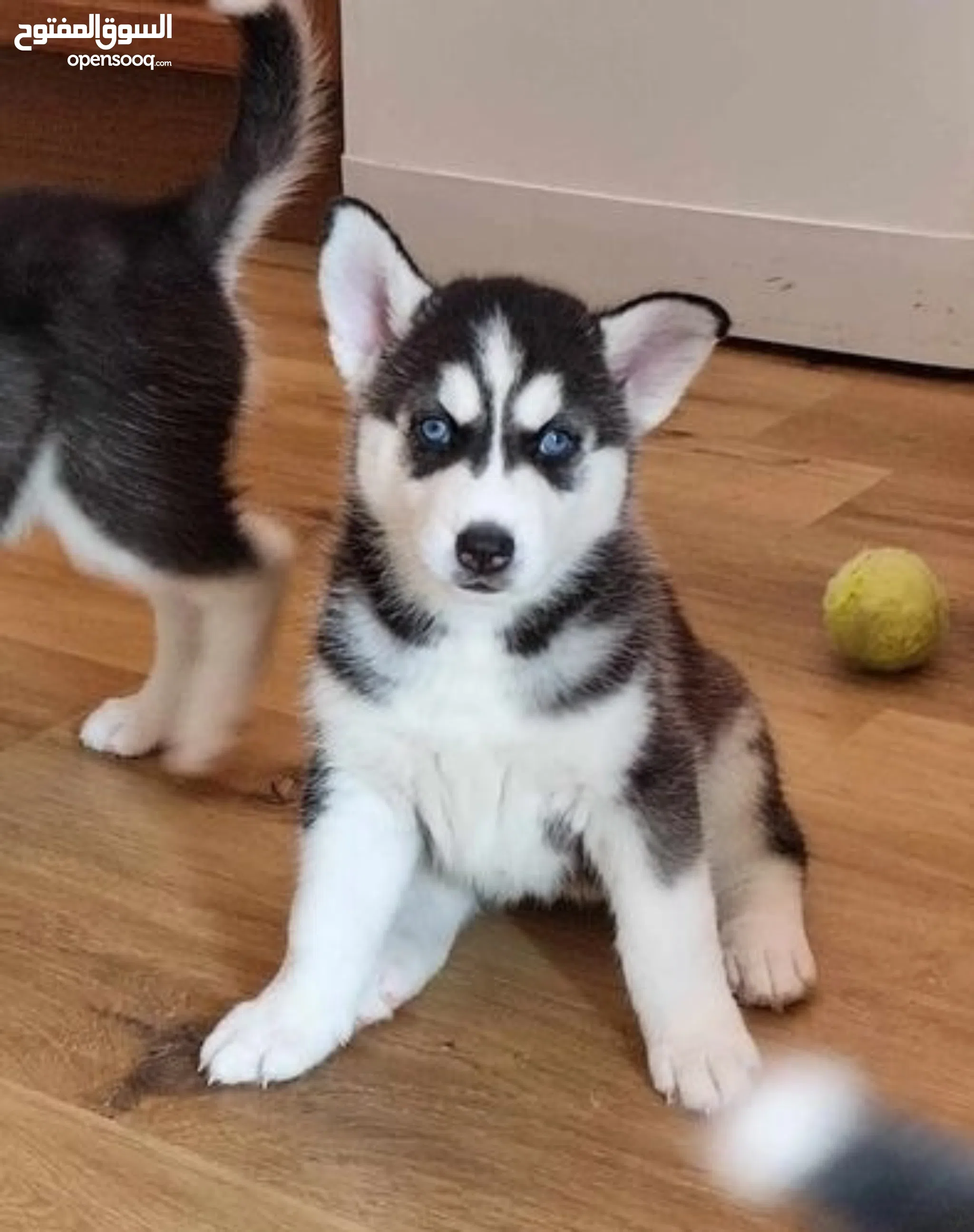 Husky Dogs For Sale Adoption in Saudi Arabia: Puppy: Best Prices