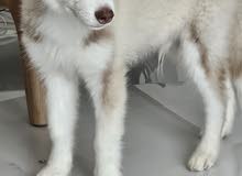 Gorgeous siberian husky