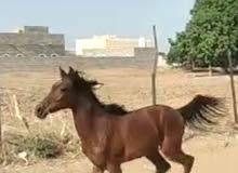 مهره عربيه اصيله مهره عربيه اصيله