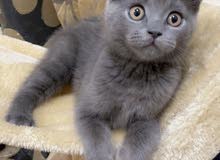 Scottish Fold سكوتش فولد Scottish Fold سكوتش فولد