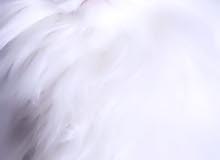 قط شيرازي قط شيرازي