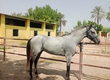 حصان قدره حصان قدره