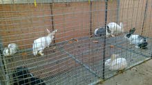 lapin أرانب للبيع lapin أرانب للبيع