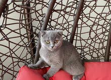 Scottish Fold Pure Scottish Fold Pure