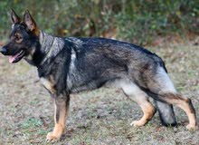 Sabel dog Male 5 month old Sabel dog Male 5 month old