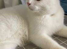 White is for adoption White is for adoption