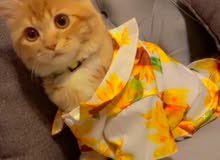 قط شيرازي قط شيرازي