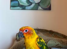 sun conure sun conure