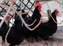 دجاج استرالوب دجاج استرالوب