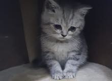 قطه اسكوتش ستريت قطه اسكوتش ستريت