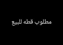 مطلوب قطه نثيه مكان بصره مطلوب قطه نثيه مكان بصره