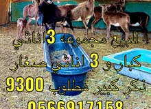 للبيع مجموعه وعل للبيع مجموعه وعل