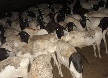Livestock dealer Livestock dealer