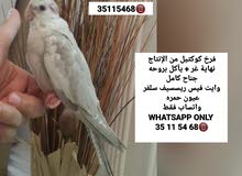 كوكتيل ريسسيف سلفر عيون حمره نهاية غر كوكتيل ريسسيف سلفر عيون حمره نهاية غر
