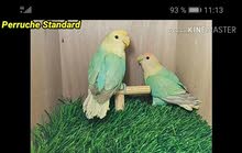 لزنسبارابل لزنسبارابل