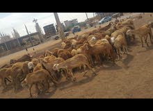 خرفاااااان العيييد الححق .. الكميه محدوده خرفاااااان العيييد الححق .. الكميه محدوده