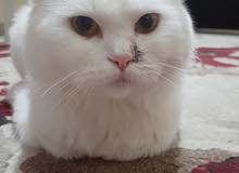 cute white cat with passport and vaccinated and doesn't make problems and will love you fast cute white cat with passport and vaccinated and doesn't make problems and will love you fast