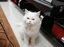 Female Persian 2 years old blue eyes Female Persian 2 years old blue eyes