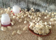 صوص لاحم للبيع