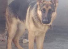 CHIEN BERGET ALMENT CHIEN BERGET ALMENT