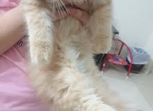 سكوتش long hair سكوتش long hair