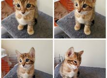 Pure Bengal Kitten