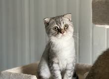 سكوتش فولد Scottish fold سكوتش فولد Scottish fold
