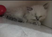 بيع قطه أنثى همالايا بيع قطه أنثى همالايا