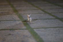 شيواوا تيكب مني Chihuahua teacup mean شيواوا تيكب مني Chihuahua teacup mean