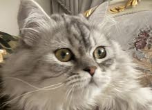 persian female 7 month old kitten قطة شيرازية للبيعً persian female 7 month old kitten قطة شيرازية للبيعً