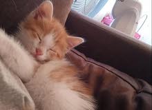 Kitten Kitten