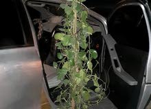 I want to sale money plant coz shifting I want to sale money plant coz shifting