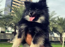 Pomeranian puppy