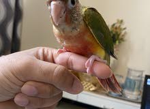 pineapple conure baby, كونيور الأناناس متاح بيبي pineapple conure baby, كونيور الأناناس متاح بيبي