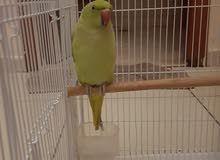 Indian ring neck Indian ring neck