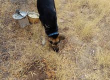 Chien à Vendre à Oujda Babaliste