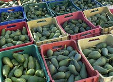 avocado avocado