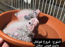 فرخ كوكتيل فرخ كوكتيل