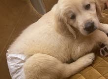 2 golden retriever for sale 10 months old 2 golden retriever for sale 10 months old