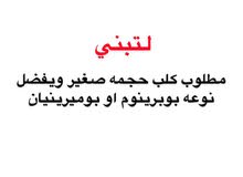 مطلوب كلب نثيه او ذكر مطلوب كلب نثيه او ذكر