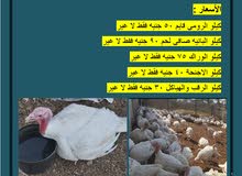 مزارع العراب للديوك الرومي الأبيض مزارع العراب للديوك الرومي الأبيض