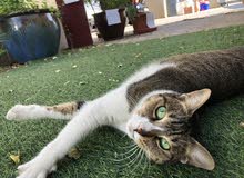 Beloved Family Cat Beloved Family Cat