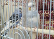 بغبغائات البادجي زوج: تحب اللعب مع مربيها وهوايتها الطيران حول الغرفه او المجلس بغبغائات البادجي زوج: تحب اللعب مع مربيها وهوايتها الطيران حول الغرفه او المجلس