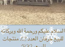 ذبايح وخرفان للبيع ذبايح وخرفان للبيع