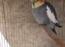 كوكتيل للبيع كوكتيل للبيع