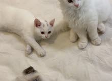 2 Scottish Kittens. Male and female 2 Scottish Kittens. Male and female