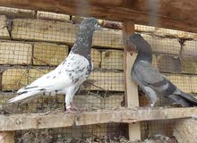 حمام تور زوج هنا اتواجد حمام تور زوج هنا اتواجد