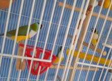 gouldian finches 4 birds male each bird price is 180 aed gouldian finches 4 birds male each bird price is 180 aed