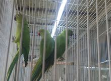 green ring parrots green ring parrots