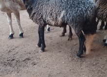 حولية هجين حولية هجين